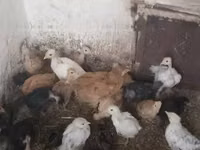 Chickens — الصورة 2