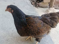 Barnevelder — Foto 1
