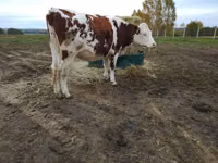 Cow, Simmental cattle — photo 1