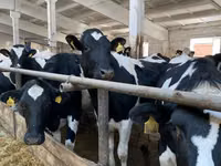 母牛, Holstein breed — 照片 6