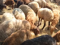 绵羊（批次，未指定性别）, Sheep — 照片 1