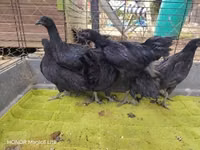 Ayam Cemani — photo 3