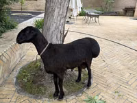 Ram, Sheep — photo 1