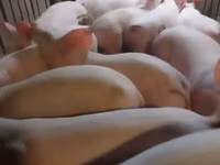 Pigs (batch, sex not specified) — photo 1
