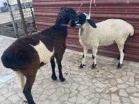 Sheep (batch, sex not specified), Sheep — photo 4