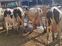 母牛, Holstein breed — 照片 3