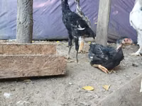 Brahma — Foto 3