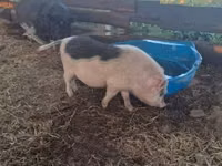 Boar — photo 1