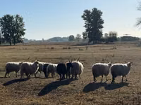 Ram, Racka sheep — photo 2