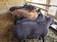 Ram, Sheep — photo 5