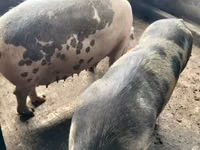 Schweine (Partie, Geschlecht nicht angegeben), Schweine — Foto 1