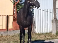 Caballo, Lipizzaner — foto 2