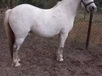 Mare, Horses — photo 1