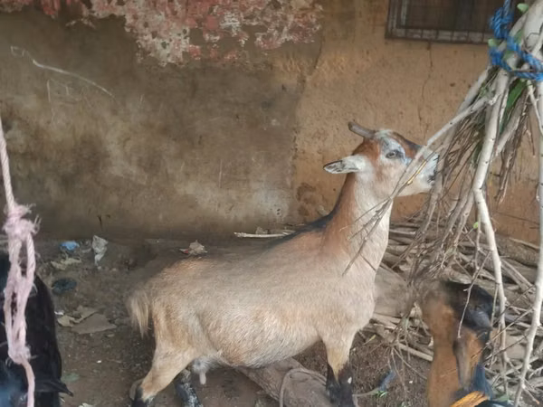 Goats (batch, sex not specified), Goats