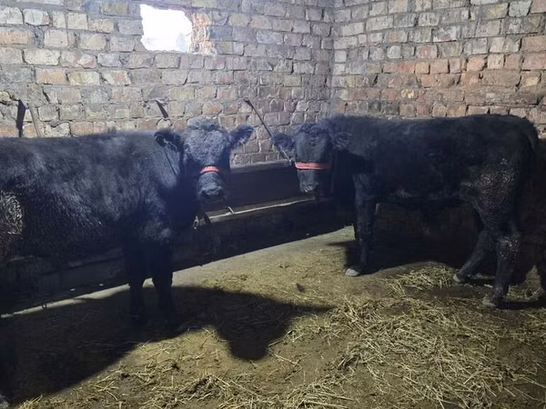 Bull, Aberdeen-Angus