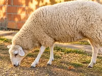 Oveja, British  Milksheep — foto 2
