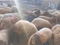 Schafe (Partie, Geschlecht nicht angegeben), Schafe — Foto 1