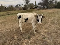 Cow, Alatau breed — photo 1