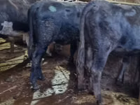 Bull, Karaku — photo 5