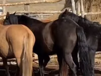 فرس, Kazakh horse — الصورة 2