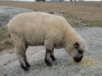 मेढ़ा, Hampshire sheep — फ़ोटो 4