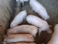 Schweine (Partie, Geschlecht nicht angegeben) — Foto 2