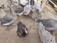 Geese — फ़ोटो 2