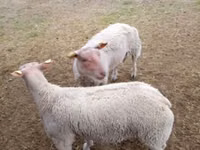Ovejas (lote, sexo no especificado), Charollais sheep — foto 2