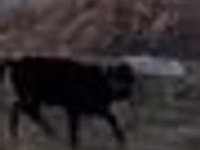 ثور, Swedish red cattle — الصورة 5