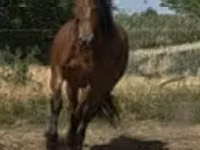 Yegua, Caballos — foto 1