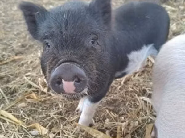 Schweine (Partie, Geschlecht nicht angegeben), 