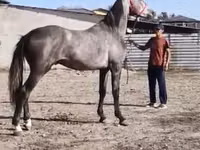 Hengst, Horse breed — Foto 1