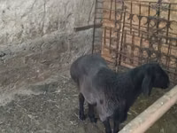 Ram, Sheep — photo 1