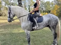 Hengst, Andalusian horse — Foto 6