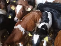 公牛, Cattle — 照片 6