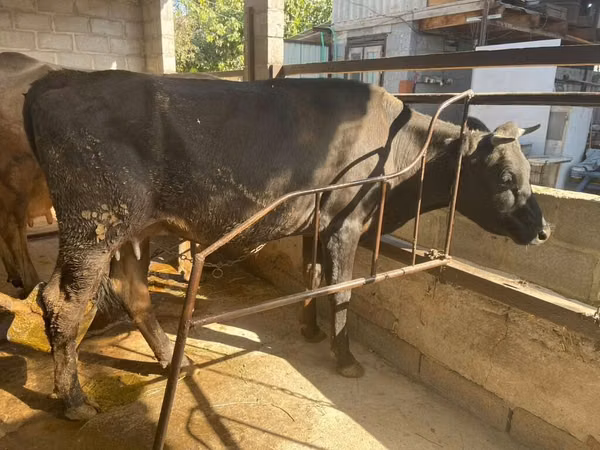 Cow, Cattle