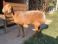 भेड़, Arashan sheep — फ़ोटो 1