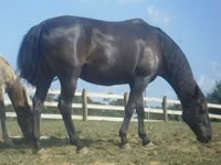 Mare, Black Sea breed — photo 2