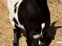 Ziegenbock, Dutch Landrace goats — Foto 3