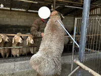 Schaf, Arashan sheep — Foto 7