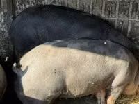 Säue, Schweine — Foto 4