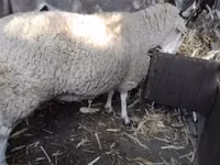 نعجة, British  Milksheep — الصورة 2