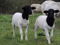 أغنام (دفعة، الجنس غير محدد), Dorper sheep — الصورة 4