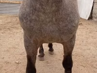 حصان, Appaloosa — الصورة 4