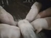 公猪, Pigs — 照片 3