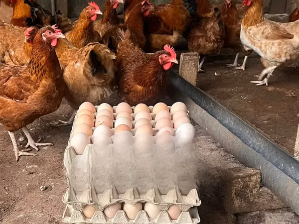 Chickens — غانا