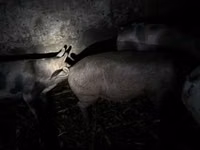 Säue, Schweine — Foto 4