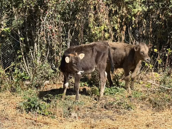 सांड, मवेशी