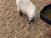मेढ़ा, Tsigai sheep — फ़ोटो 4