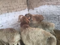 Ram, Rhon sheep — photo 1